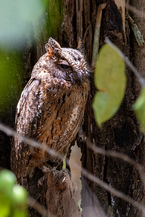 Torotoroka Scops-Owl, Madagascan Endemic, Ankarafantsika NP and Islo NP,Madagascar