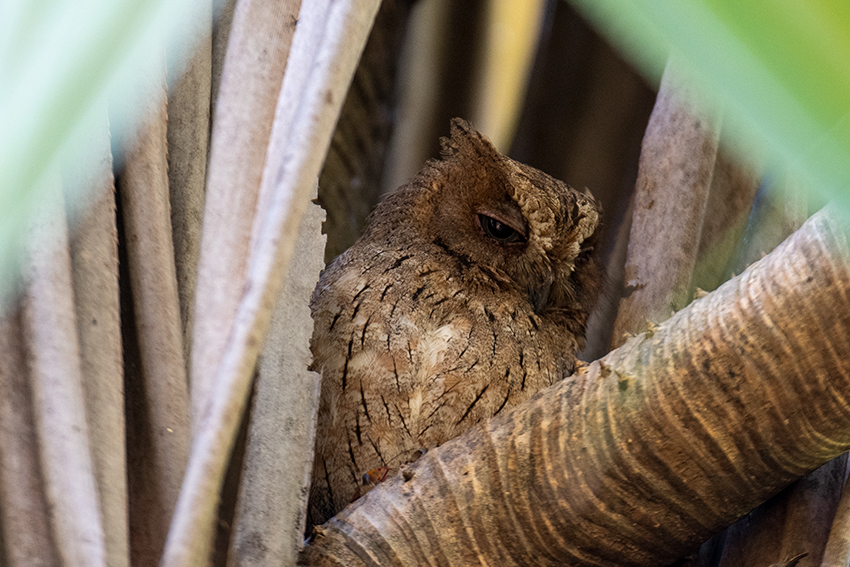 Torotoroka Scops-Owl, Madagascan Endemic, Ankarafantsika NP and Islo NP,Madagascar