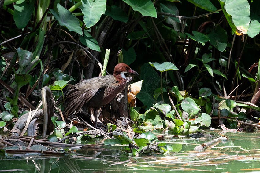 White-throated Rail, Lake Alarobia, Antananarivo, Madagascar