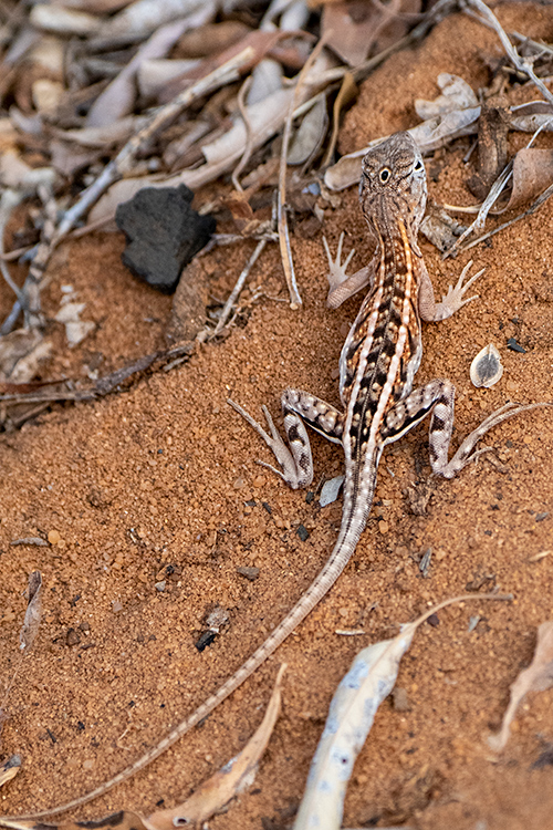 Madagascar Three-eyed Lizard, Spiny Desert, Madagascar