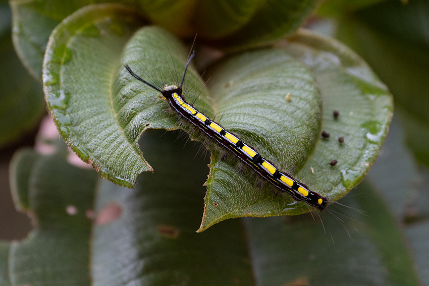 Caterpillar, Mantadia NP, Madagascar