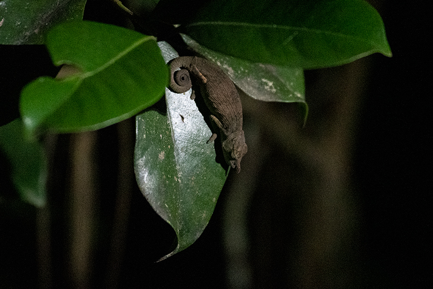 Nose-horned Chameleon, Night Walk, Vakona Forest Lodge, Andasibe, Madagascar