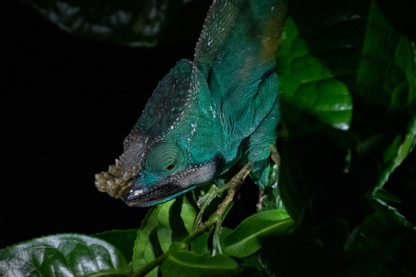 Parson's Chameleon, Night Walk, Vakona Forest Lodge, Andasibe, Madagascar