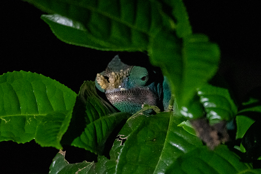 Parson's Chameleon, Night Walk, Vakona Forest Lodge, Andasibe, Madagascar