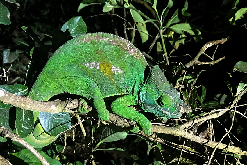 Parson's Chameleon, Perinet Reserve, Madagascar