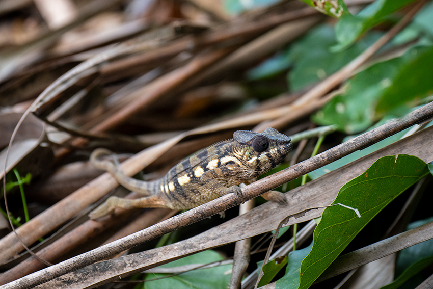 Chameleon, Maroantsetra, Madagascar