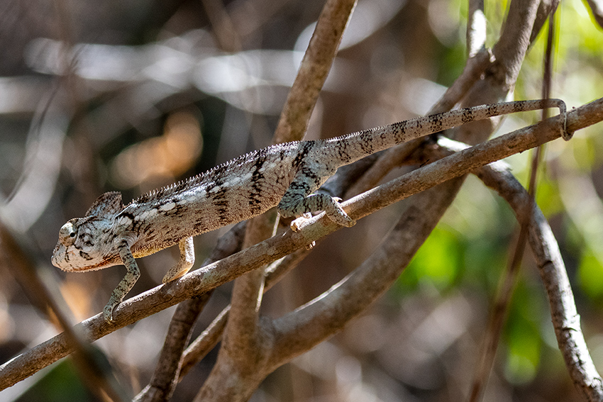 Oustalet's Chameleon, Ankarafantsika NP, Madagascar