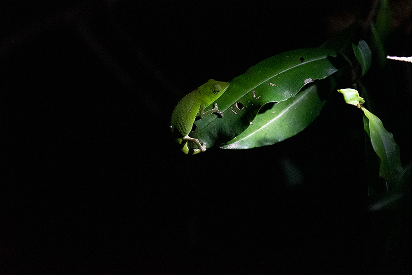 Chameleon, Night Walk, Vakona Forest Lodge, Andasibe, Madagascar