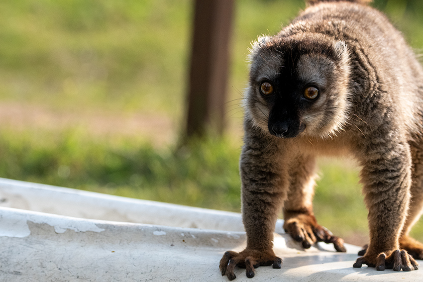 Common Brown Lemur, Lemur Island, Madagascar