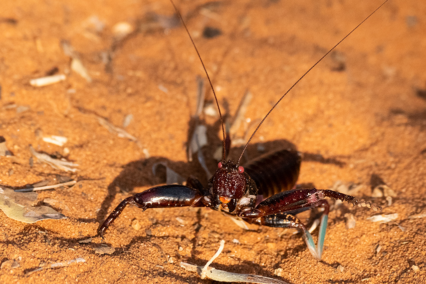 Cricket, Spiny Desert, Madagascar