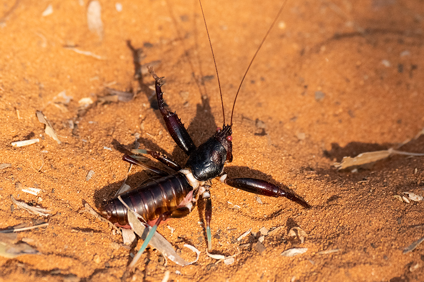 Cricket, Spiny Desert, Madagascar