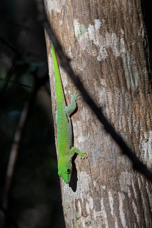 Day Gecko, Ankarafantsika NP, Madagascar