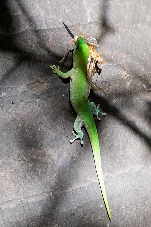 Day Gecko, Ankarafantsika NP, Madagascar