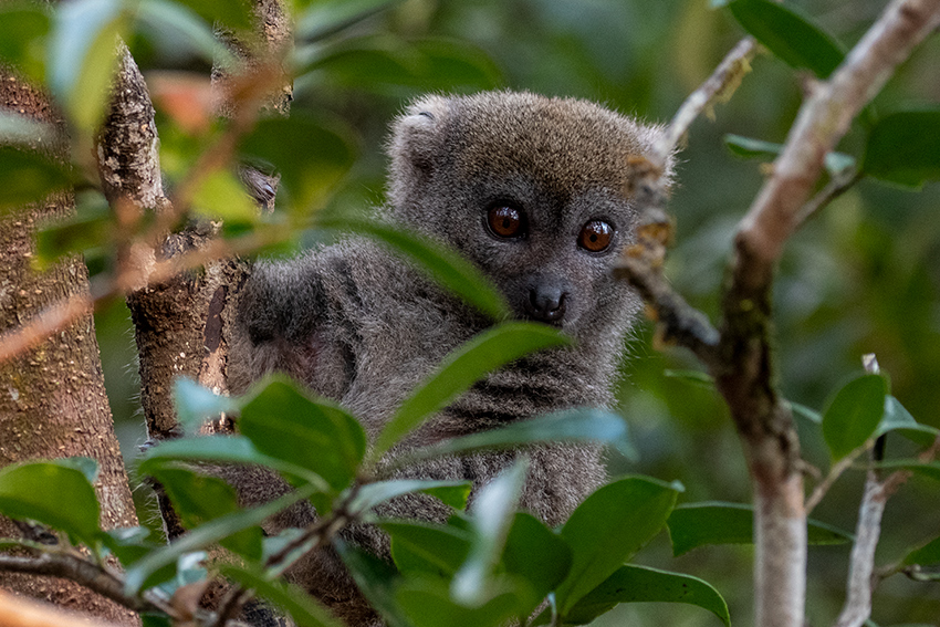 Eastern Lesser Bamboo Lemur, Lemur Island, Madagascar