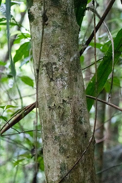 Common Flat-tail Gecko, Nosy Mangabe, Madagascar