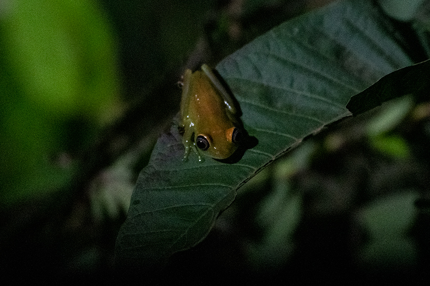 Green Bright-eyed Frog, Night Walk, Vakona Forest Lodge, Andasibe, Madagascar