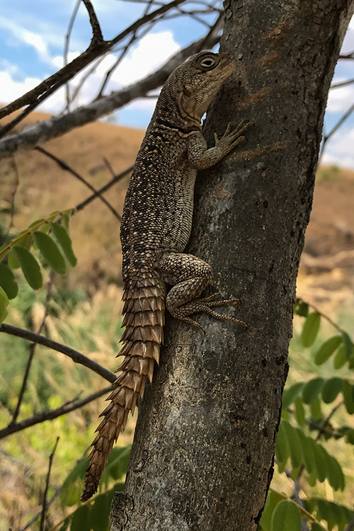 Collared Iguanid, Isalo NP, Madagascar