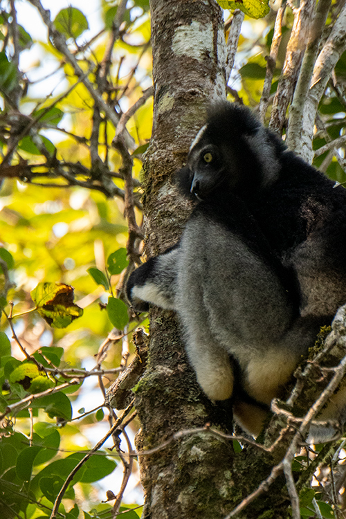 Indri, Mantadia NP, Madagascar