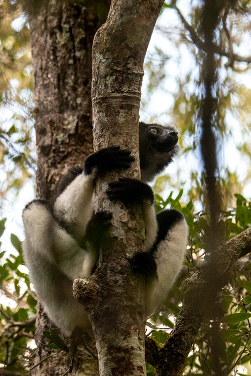 Indri, Perinet Reserve, Madagascar