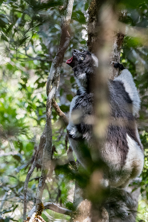 Indri, Perinet Reserve, Madagascar