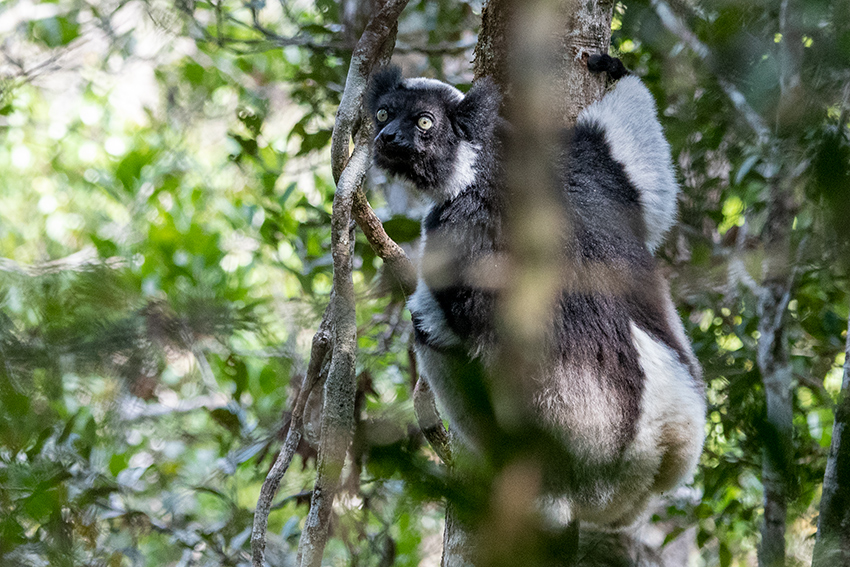 Indri, Perinet Reserve, Madagascar