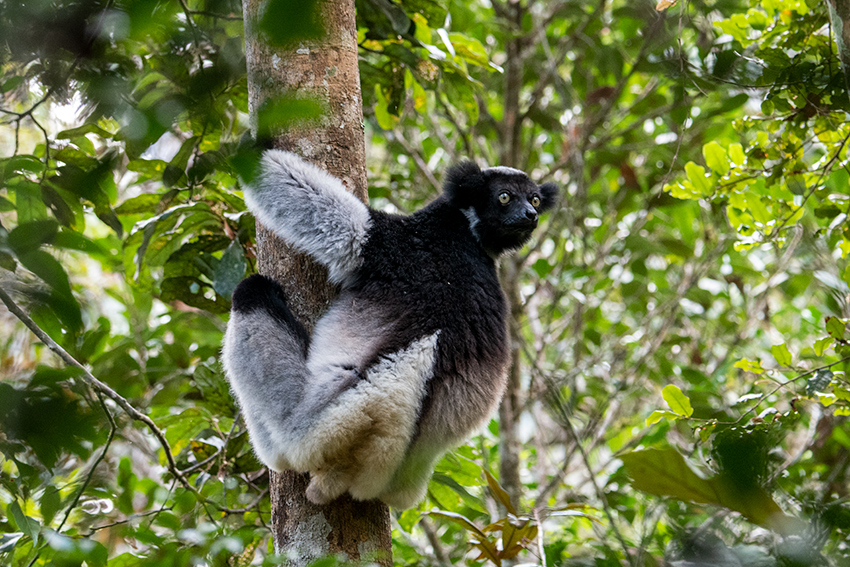 Indri, Perinet Reserve, Madagascar