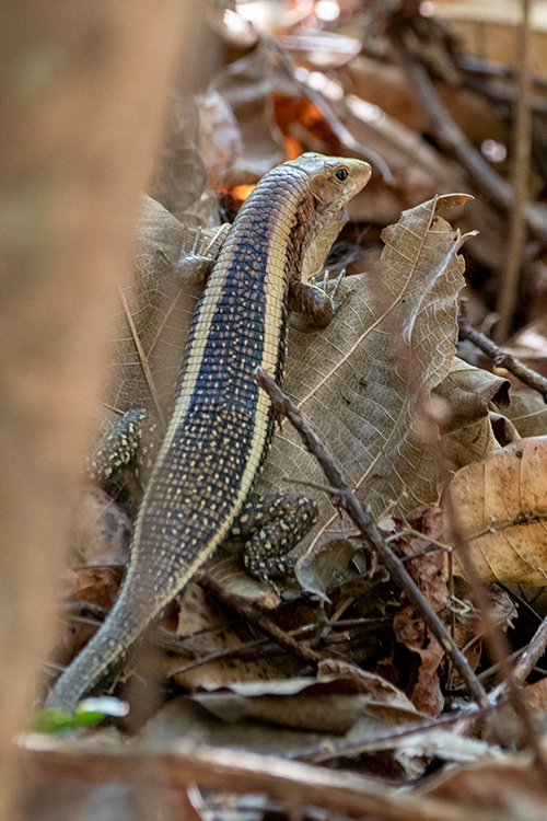 Giant Plated Lizard, Ankarafantsika NP, Madagascar