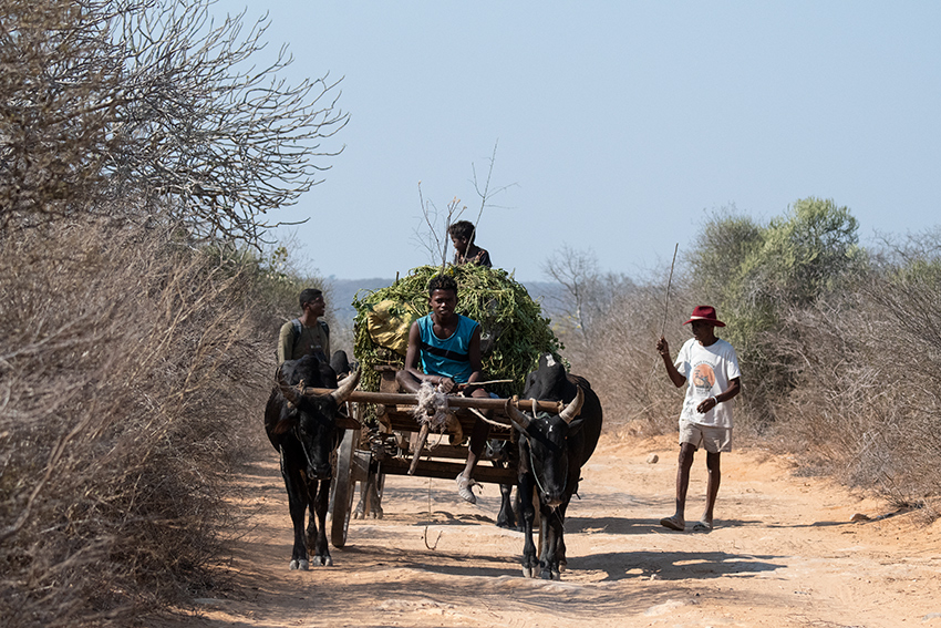 Ox Cart-On Local Roads, Tulear, Madagascar