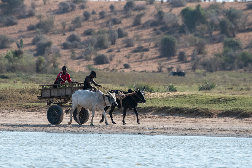 Ox Cart-On Local Roads, Belalanda Wetlands, Madagascar