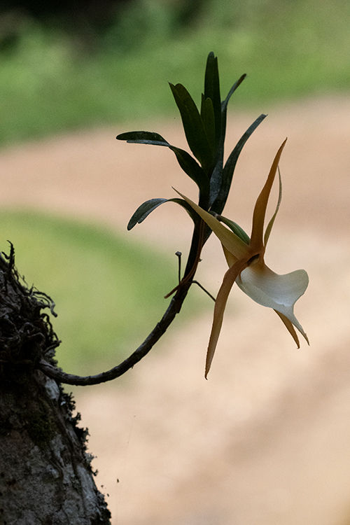 Orchid, Mantadia NP, Madagascar