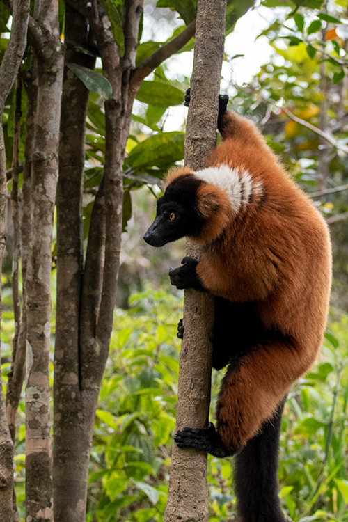 Red Ruffed Lemur, Lemur Island, Madagascar