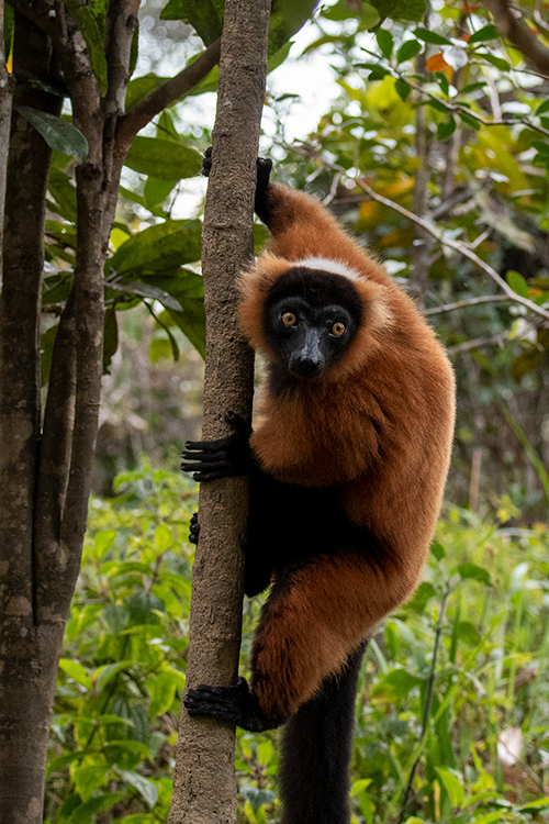 Red Ruffed Lemur, Lemur Island, Madagascar