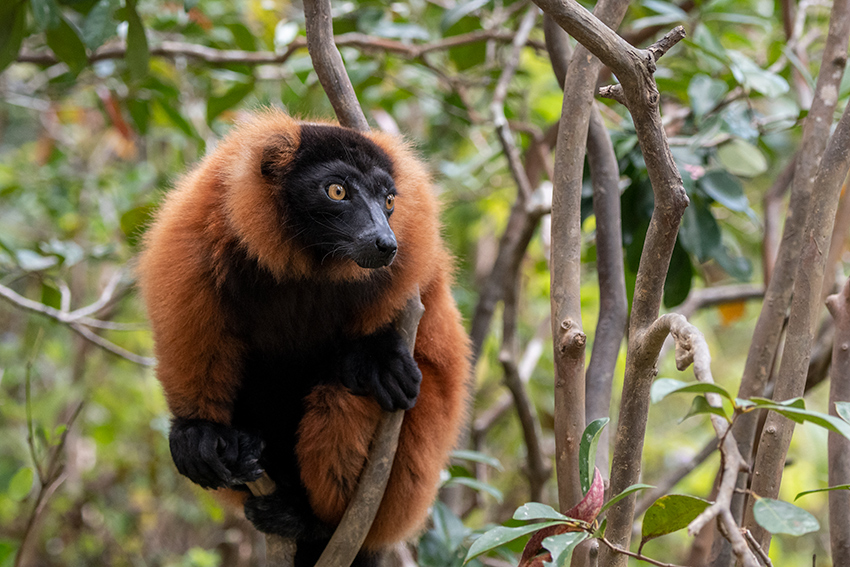 Red Ruffed Lemur, Lemur Island, Madagascar