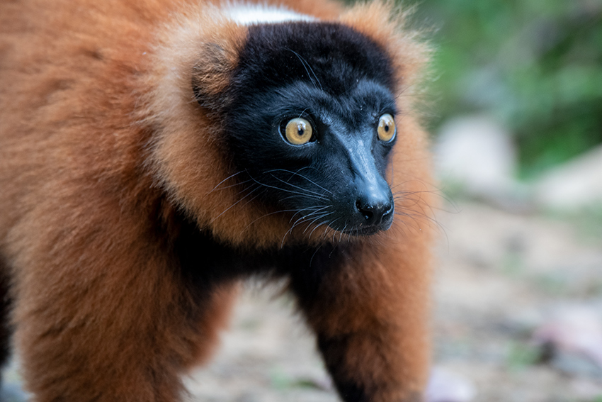 Red Ruffed Lemur, Lemur Island, Madagascar