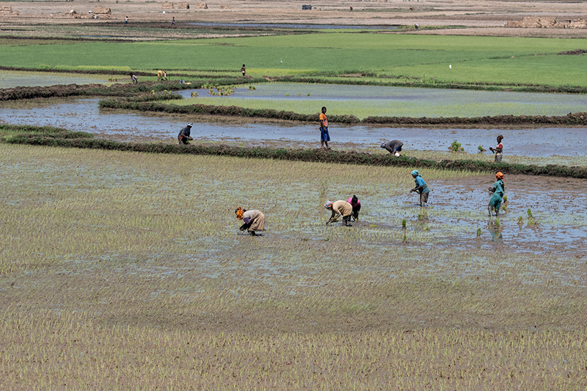 Rice Paddy, Drive to Mahajanga, Madagascar