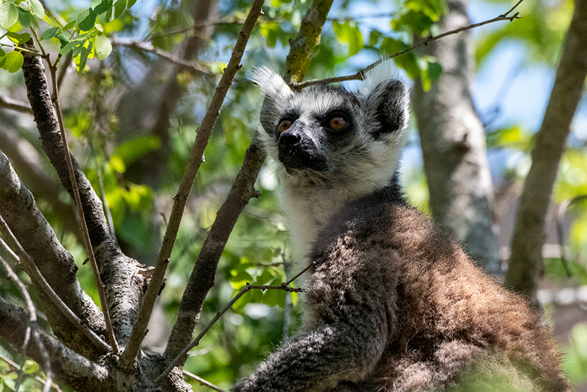 Ring-tailed Lemur, Isalo NP, Madagascar