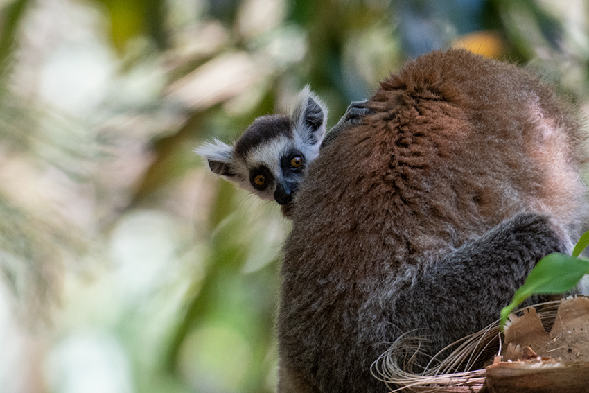 Ring-tailed Lemur, Isalo NP, Madagascar