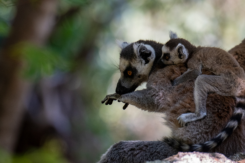 Ring-tailed Lemur, Isalo NP, Madagascar