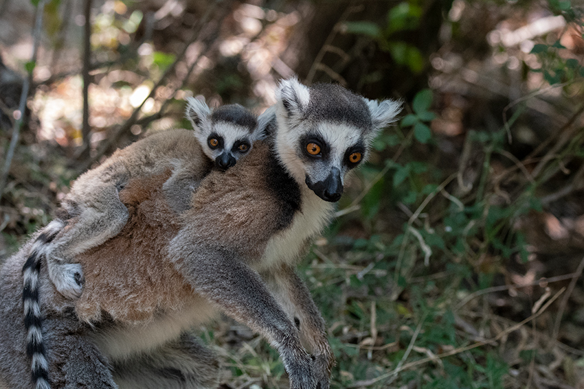 Ring-tailed Lemur, Isalo NP, Madagascar