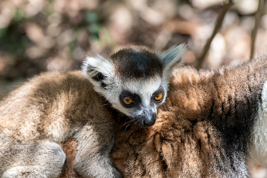 Ring-tailed Lemur, Isalo NP, Madagascar