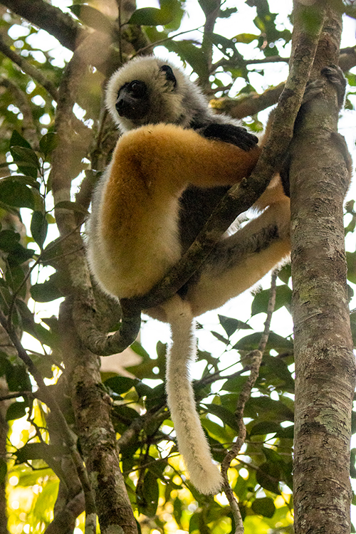 Diademed Sifaka, Mantadia NP, Madagascar