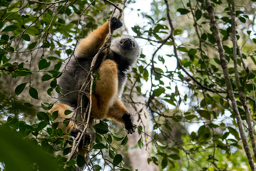 Diademed Sifaka, Mantadia NP, Madagascar