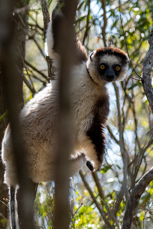 Verreaux's Sifaka, Zombitse-Vohibasia NP, Madagascar