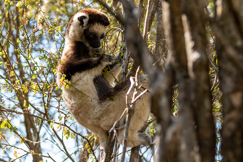 Verreaux's Sifaka, Zombitse-Vohibasia NP, Madagascar