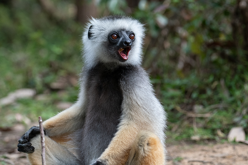 Diademed Sifaka, Lemur Island, Madagascar