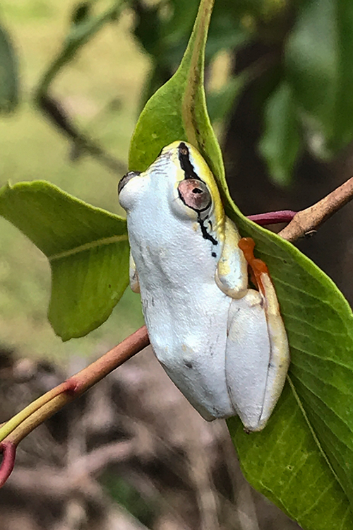 Sky Blue Reed Frog, Masoala NP, Madagascar