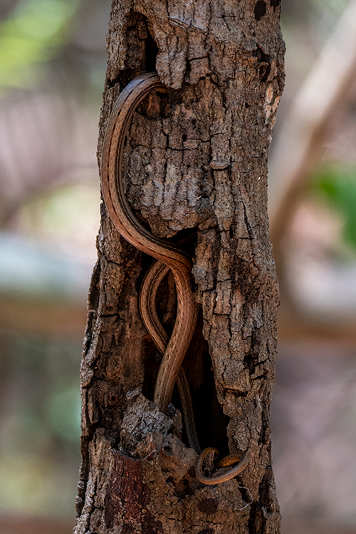 Common Big-eyed Snake, Ankarafantsika NP, Madagascar
