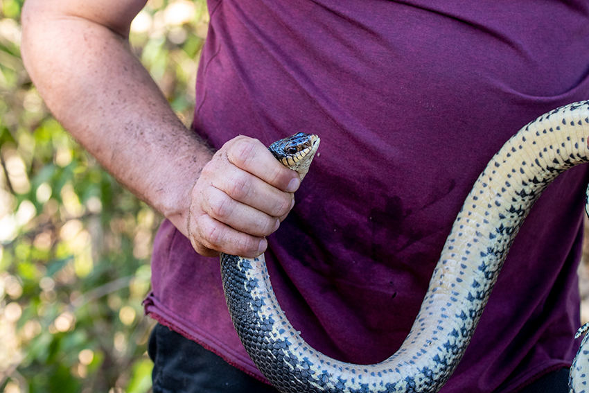 Hognose Snake, Ankarafantsika NP, Madagascar