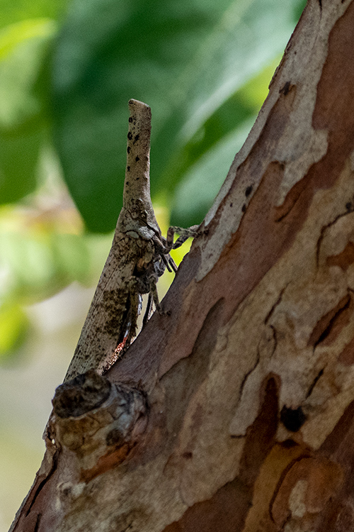 Snout Bug, Isalo NP, Madagascar