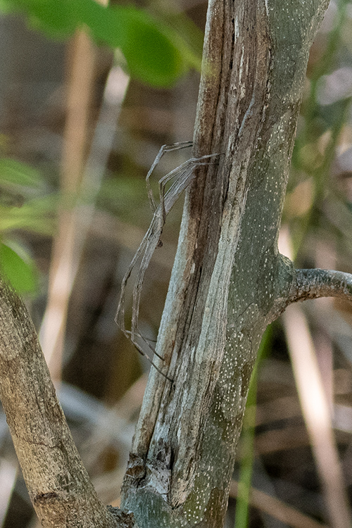 Net-throwing Spider, Isalo NP, Madagascar